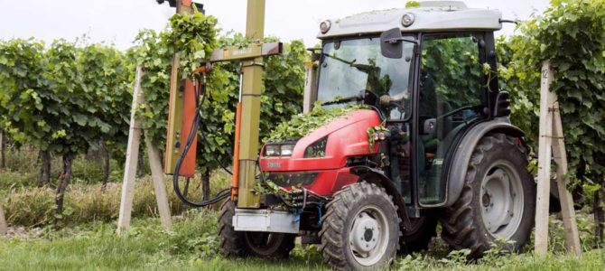 Zelené práce ve vinohradu